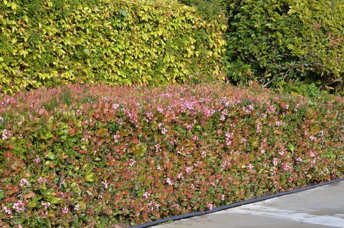 Abelia x grandiflora Edward Goucher