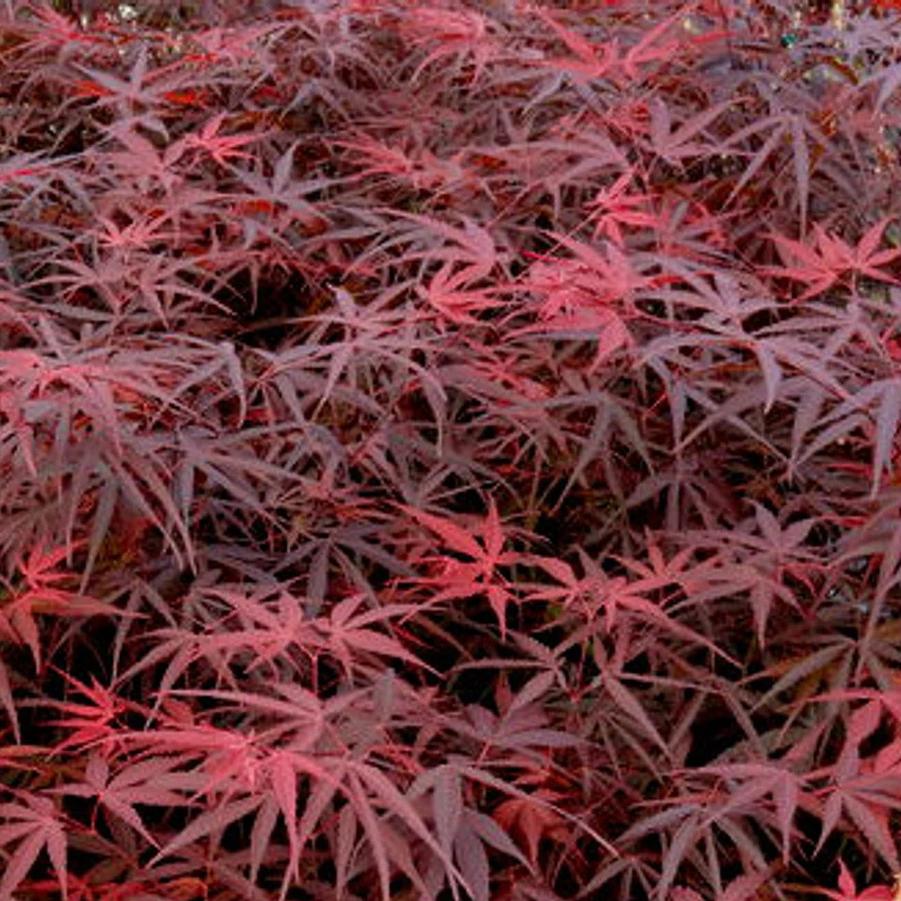 Acer palmatum f. linearilobum Hubb's Red Willow