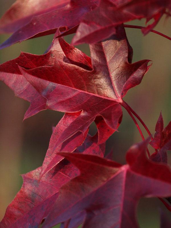 Acer truncatum x platanoides Urban Sunset®