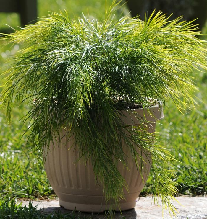 Acacia cognata Cousin Itt