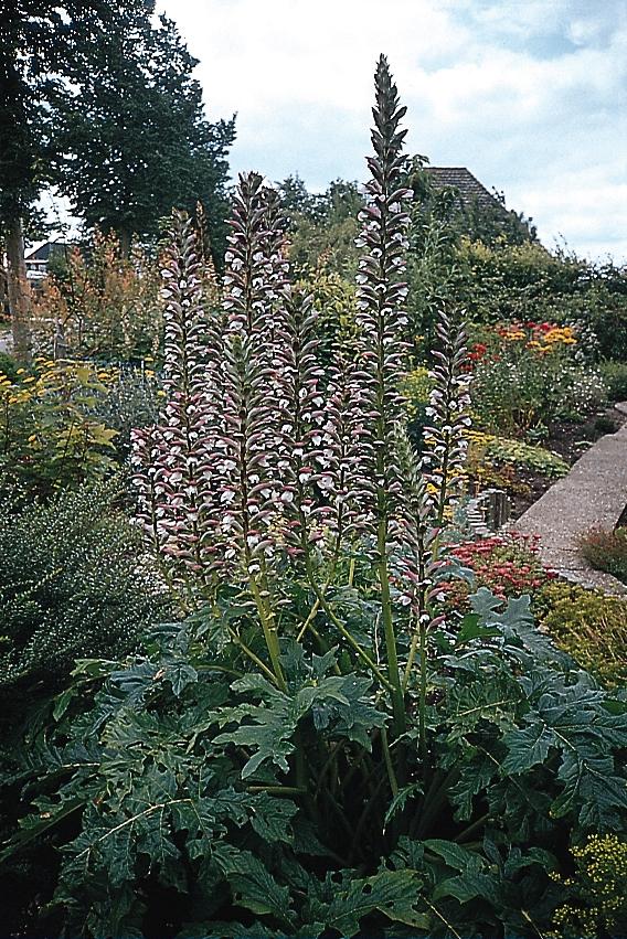 Acanthus mollis 