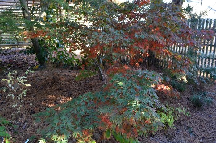 Acer palmatum Oregon Sunset