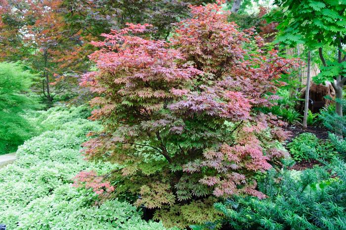 Acer palmatum Adrian's Compact