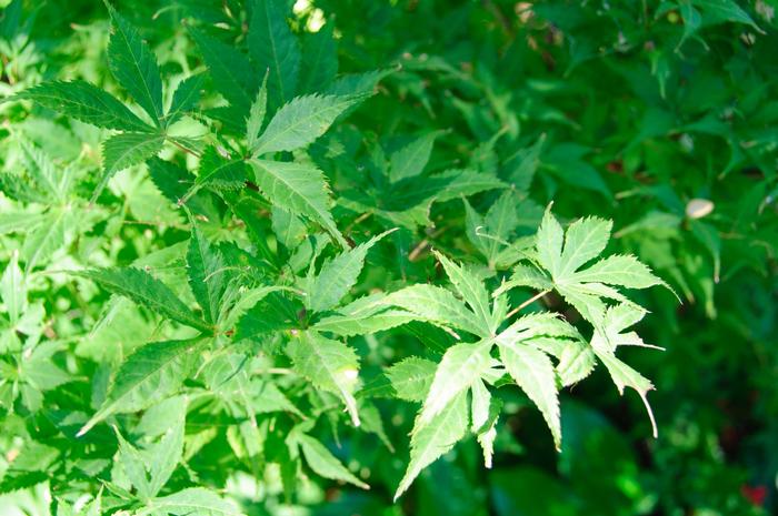 Acer palmatum Grandma's Ghost