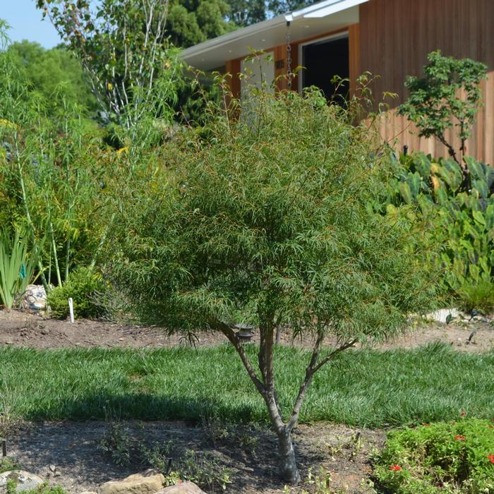 Acer palmatum Koto-no-ito