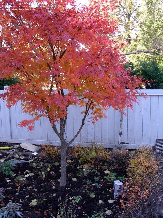 Acer palmatum Nishiki Gawa