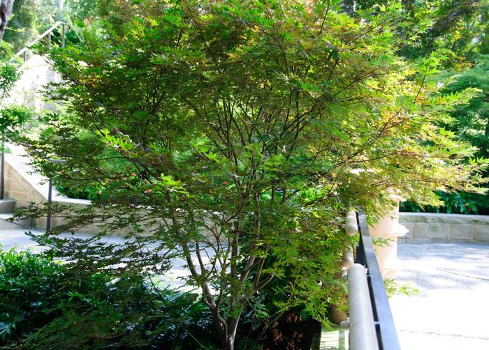 Acer palmatum Purple Ghost