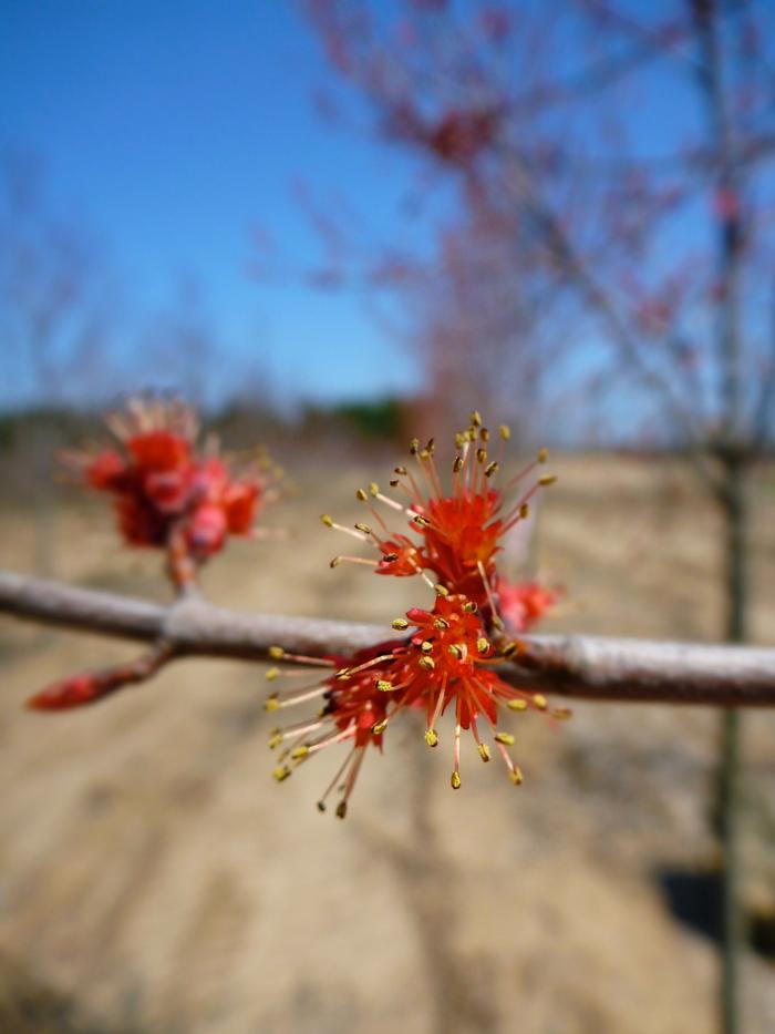 Acer rubrum Burgundy Belle®