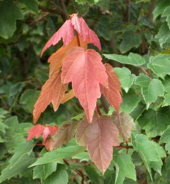 Acer rubrum Summer Red&reg;