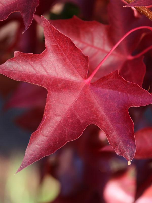 Acer truncatum x platanoides Ruby Sunset&reg; Ruby Sunset&reg;