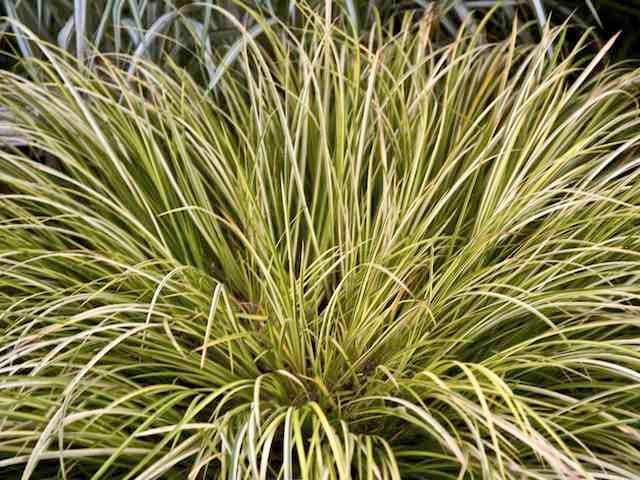 Acorus gramineus Variegatus