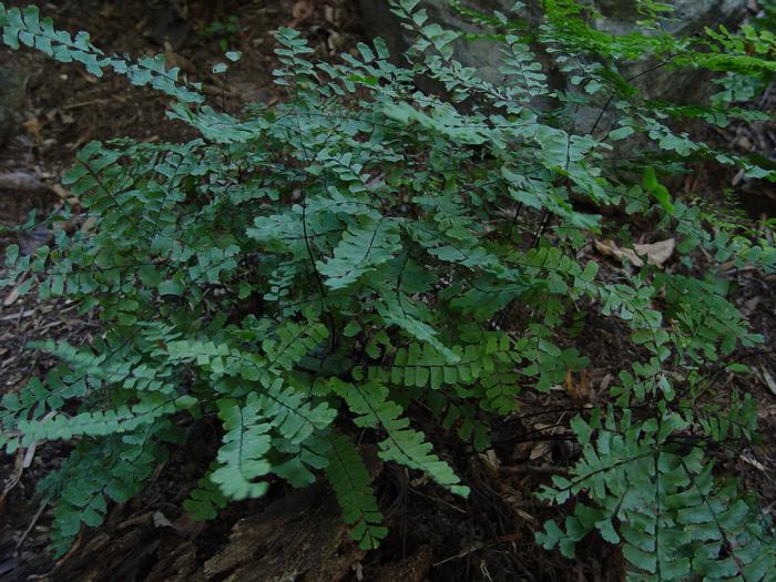 Adiantum pedatum 