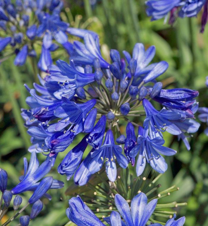 Agapanthus Ever Sapphire™