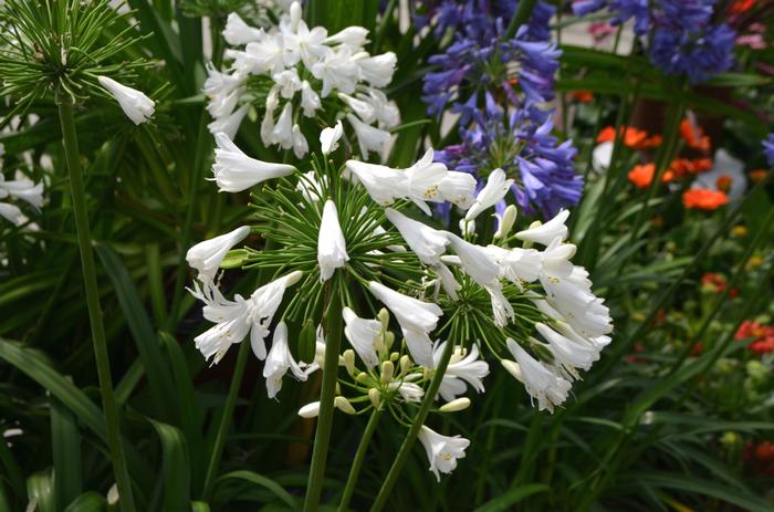 Agapanthus Ever White™