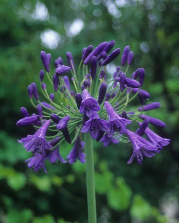 Agapanthus Storm Cloud