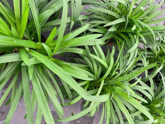 Agapanthus africanus 