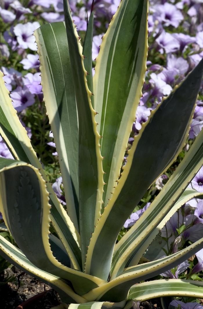 Agave americana Marginata