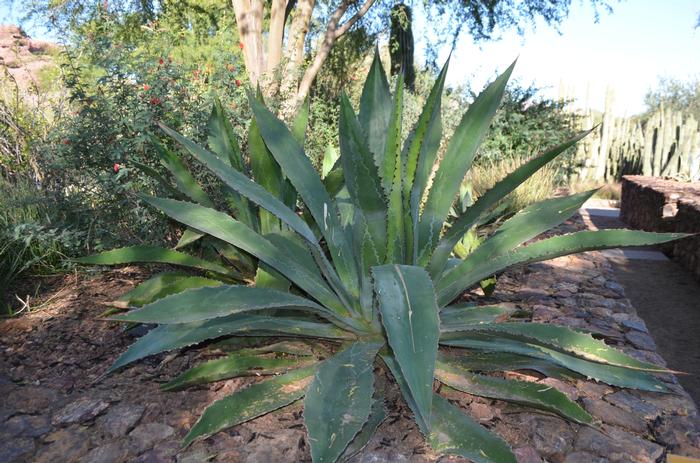Agave bovicornuta Reggae Time