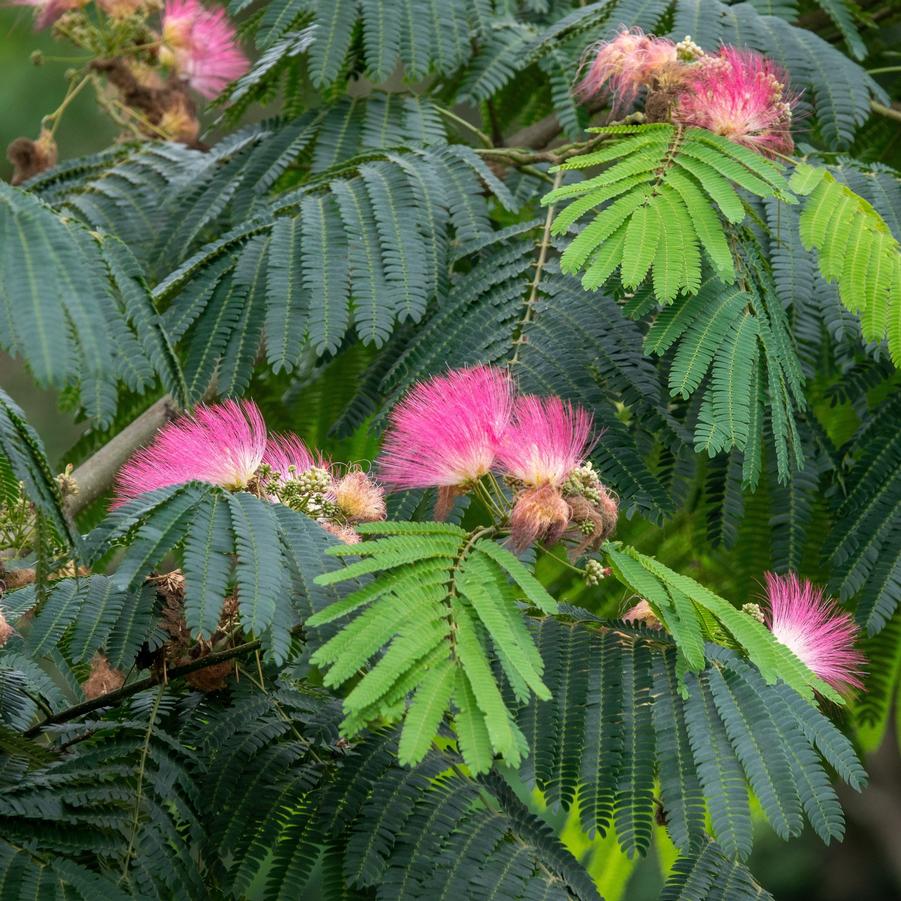 Albizia julibrissin 