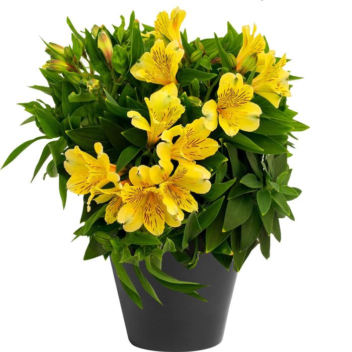 Alstroemeria Inca Rio&trade;