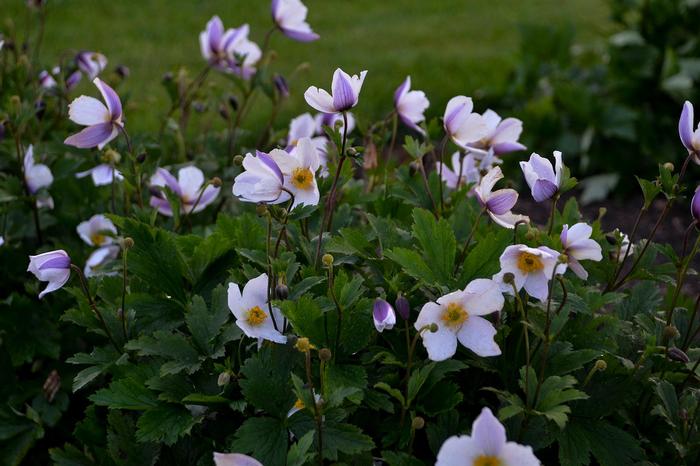 Anemone Wild Swan&trade;