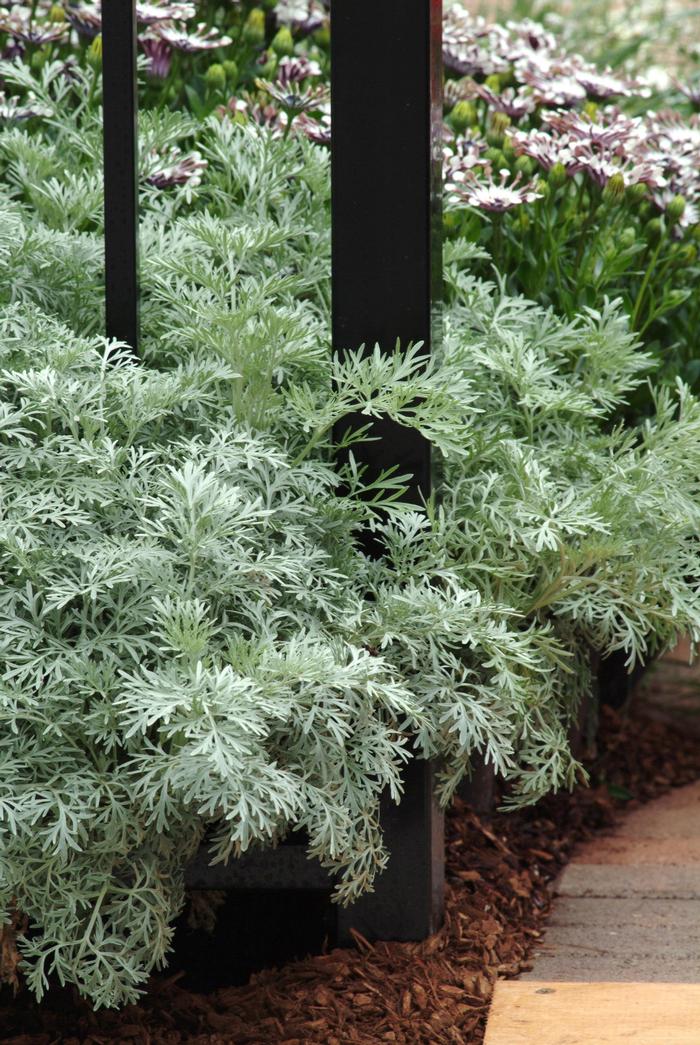 Artemisia Powis Castle