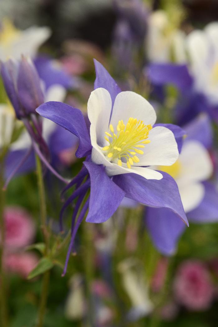 Aquilegia Swan Blue and White