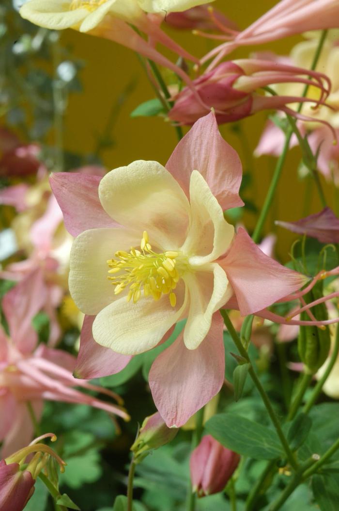 Aquilegia Swan Pink & Yellow