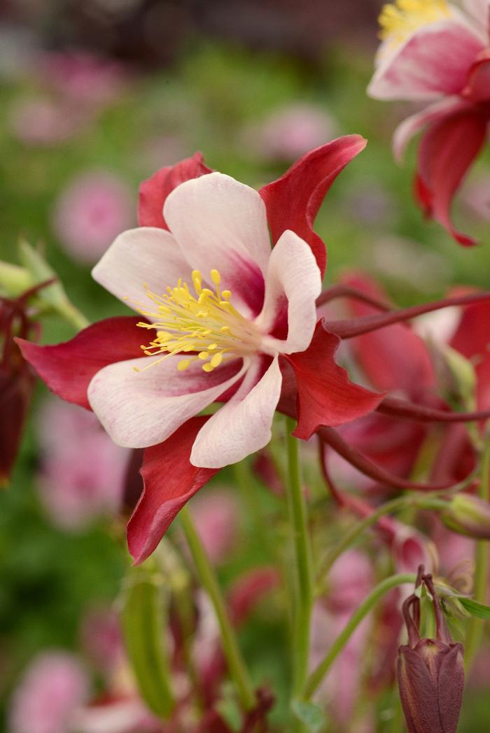 Aquilegia Swan Red & White