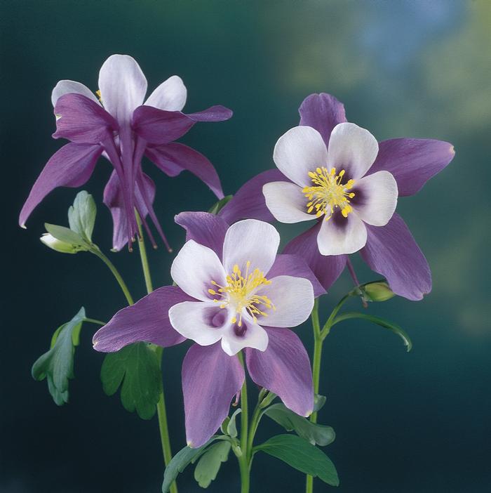 Aquilegia Swan Violet & White