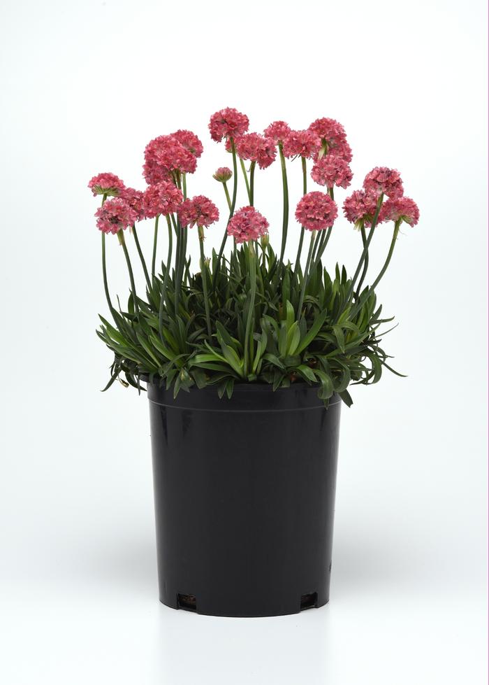 Armeria pseudarmeria Dreameria™ Dreamland