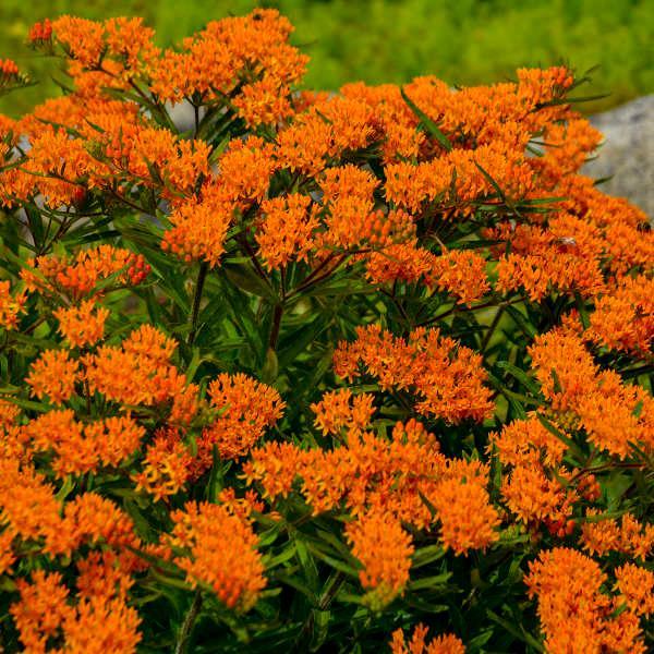 Asclepias tuberosa Orange Shades