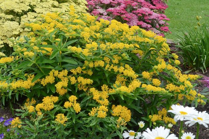 Asclepias tuberosa Hello Yellow