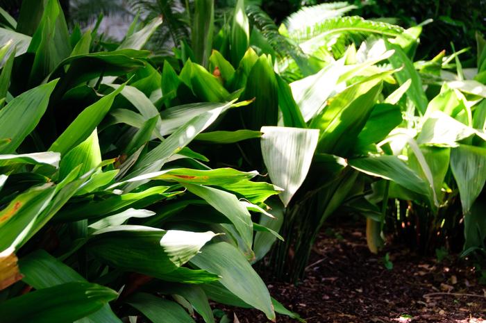 Aspidistra elatior 