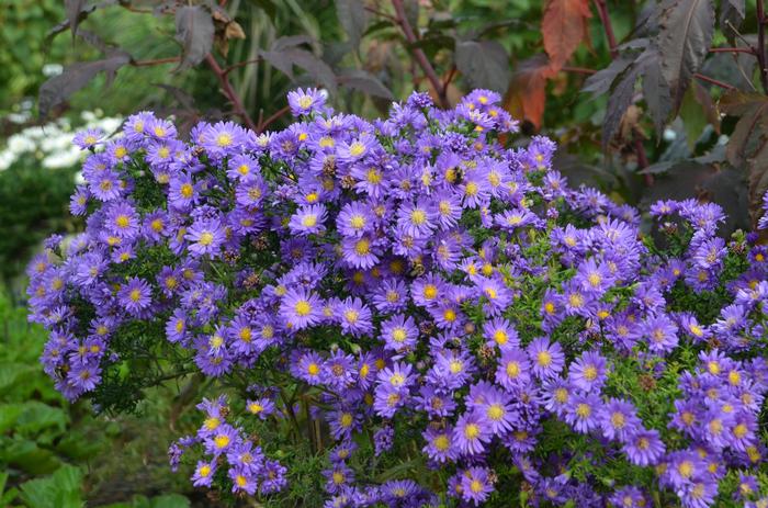 Aster Kickin® Lilac Blue