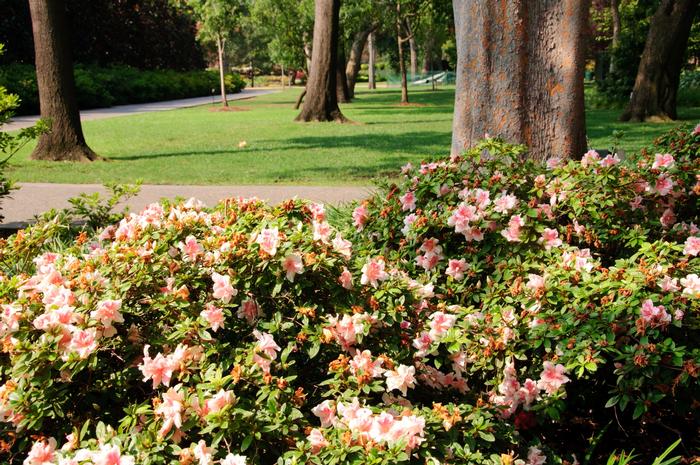 Azalea Encore® Autumn Belle®