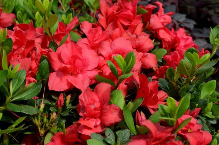 Azalea Encore® Autumn Bonfire®