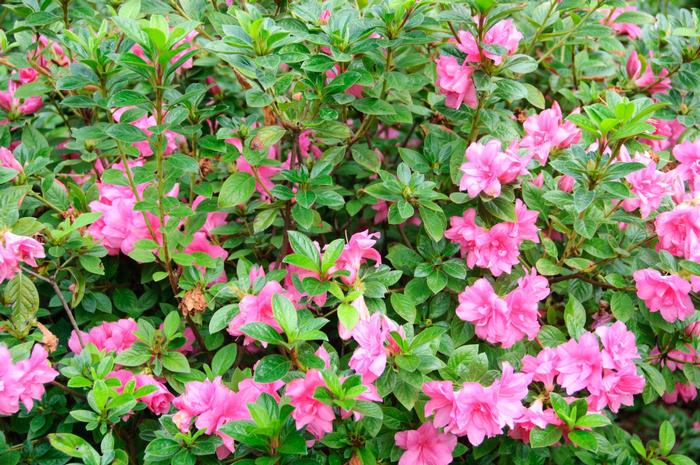 Azalea Encore® Autumn Carnation®