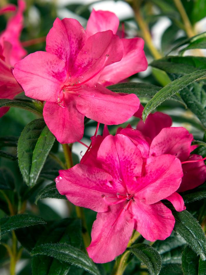 Azalea Encore® Autumn Jewel®