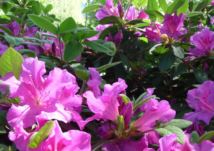 Azalea Encore® Autumn Royalty®