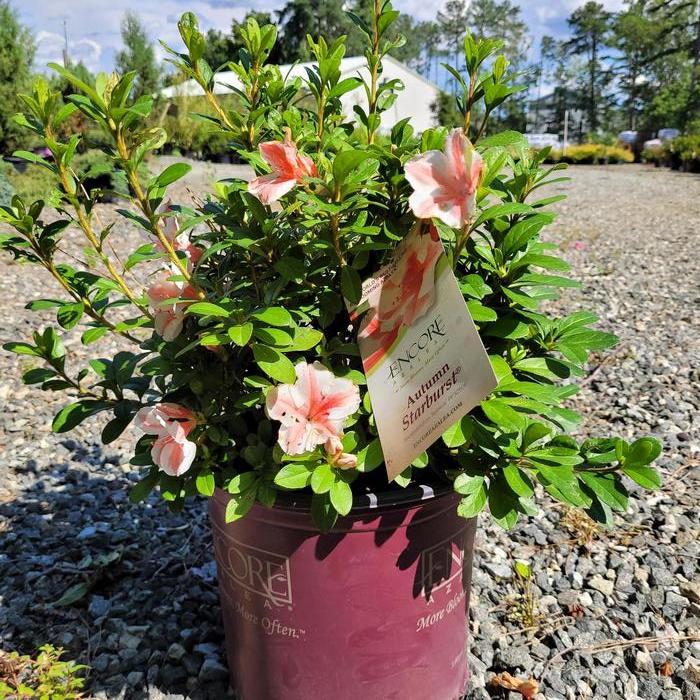 Azalea Encore® Autumn Starburst®