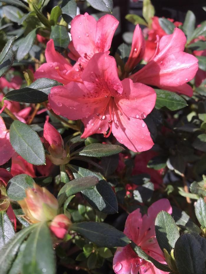 Azalea Southern Indica Duc De Rohan