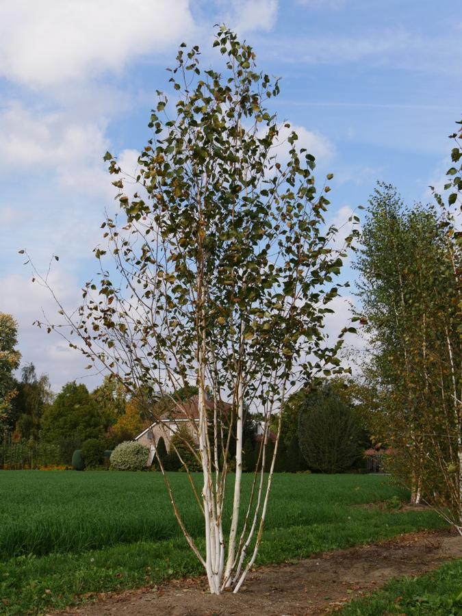 Betula jacquemontii 