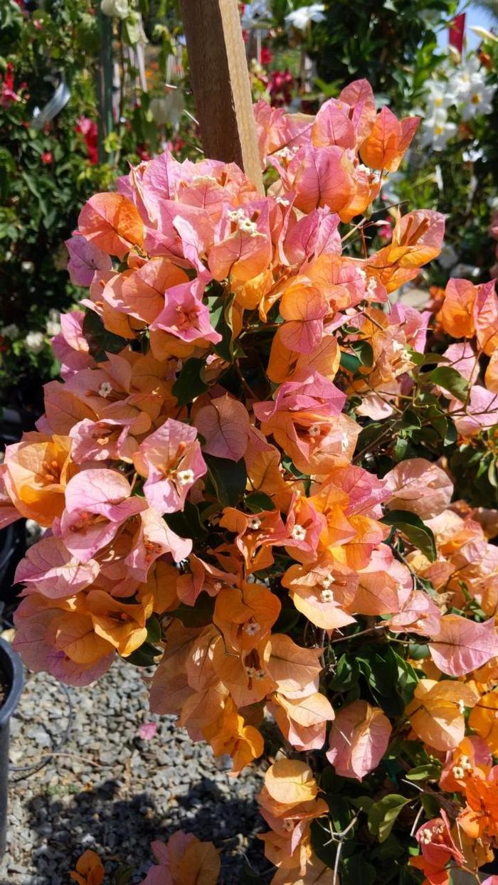 Bougainvillea California Gold