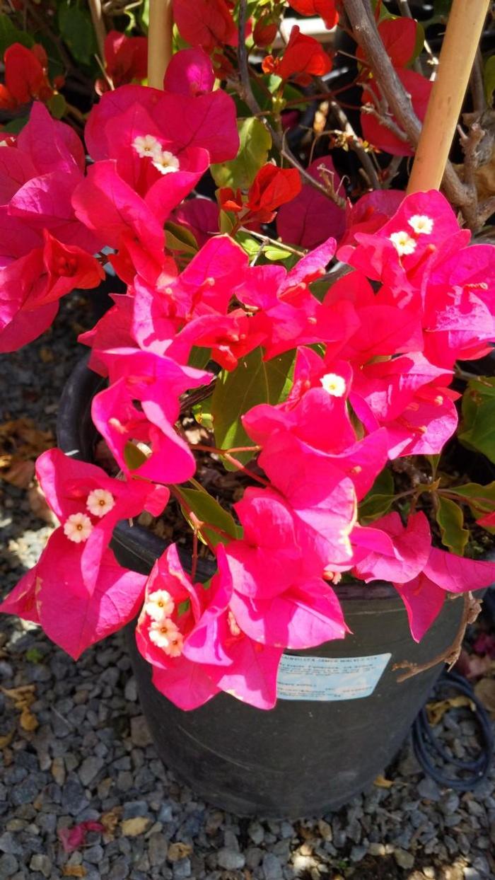 Bougainvillea James Walker