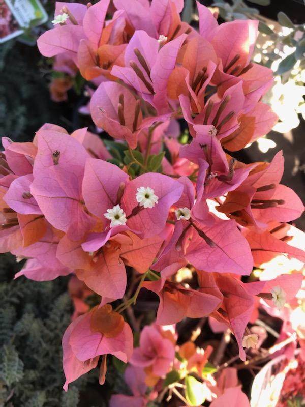 Bougainvillea Rosenka