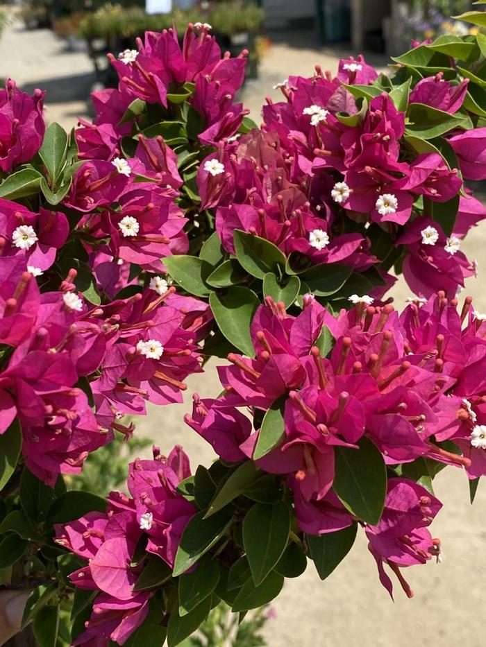 Bougainvillea Torch Glow