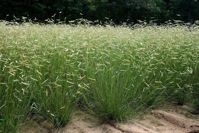 Bouteloua gracilis Blonde Ambition