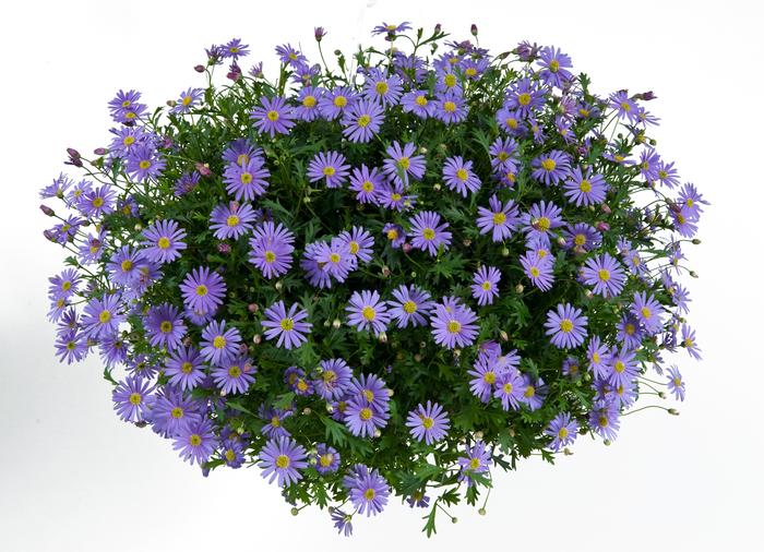 Brachyscome angustifolia Brasco&trade; Violet
