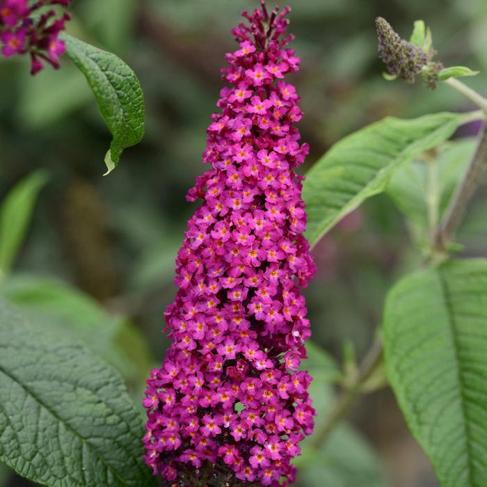 Buddleia CranRazz™